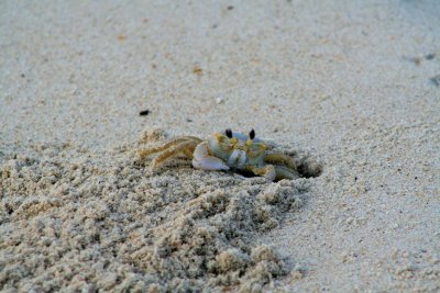 Mr Sand Crab, Outer Banks-2