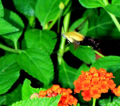 Picture I made of Hummingbird Moth Saturday 8/10/13