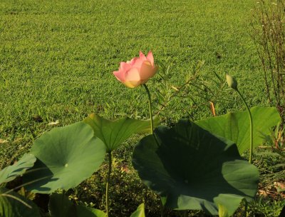 The Lotus Bloom this past weekend 8/11/13