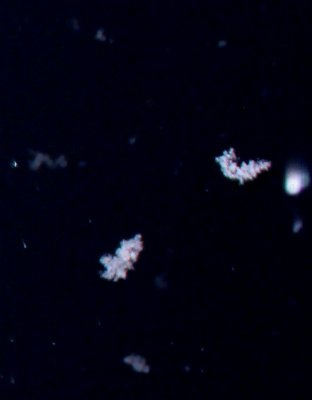 Pictures of a falling Snowflake I Made 2/13/14