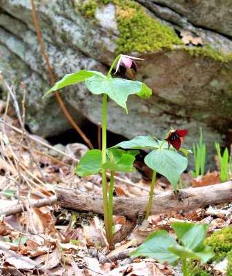 Along Upper Creek