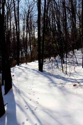 6ins of Snow we had Mon. walk up to top the mountain behind house