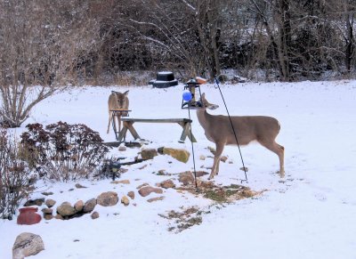Deer At the Bird Feeder Just Made this Pictures, More Snow to day