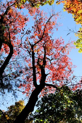 Fall Colors At Stone Mountain State Park(10/22/15) 