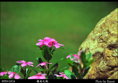 Lingnan_Park_030714_001_s.jpg