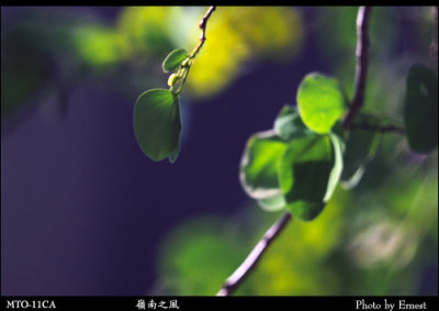 Lingnan_Park_030714_010_s.jpg