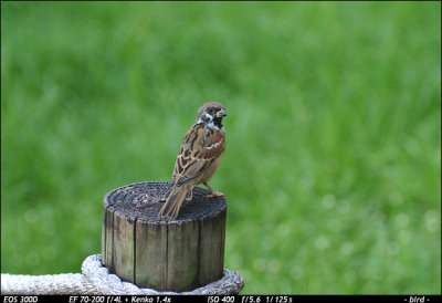 Bird 3