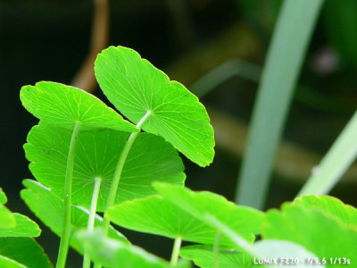 P1000485_s.jpe