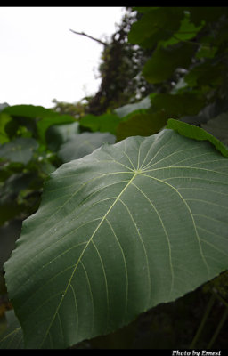 CRW_6801_s.jpg