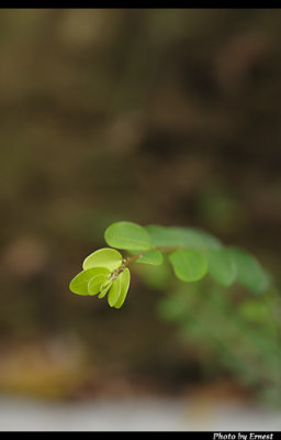 CRW_6811_s.jpg