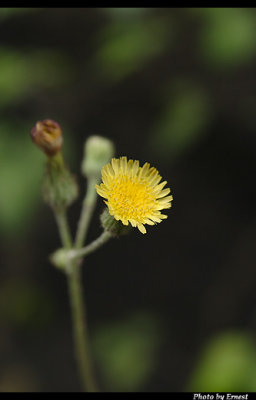 CRW_6833_s.jpg