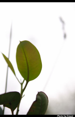CRW_6878_s.jpg