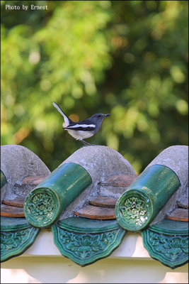 Magpie Robin 01