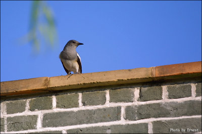 Magpie Robin 02