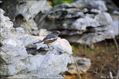 Magpie Robin 03