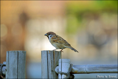 Sparrow 01