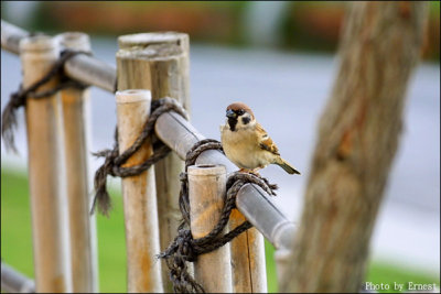 Sparrow 02