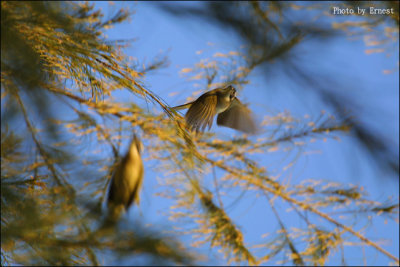 Birds - n