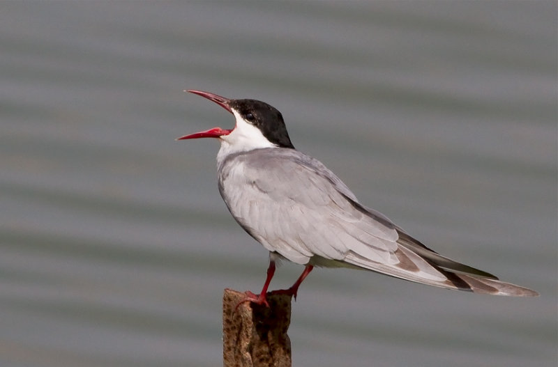 Whiskered Tern   מרומית לבנת לחי