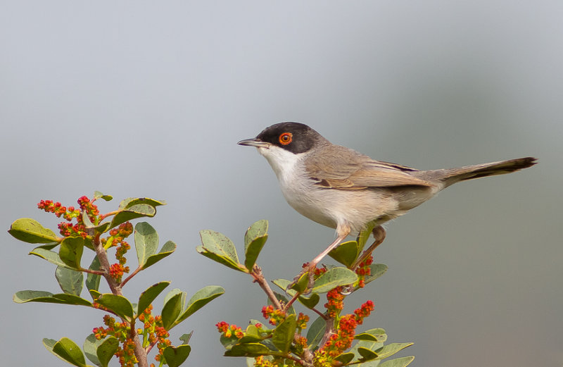 Sardinian Warbler