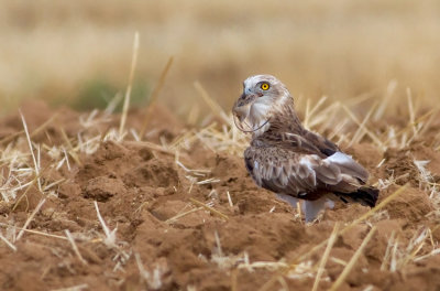 Short Toed Eagle