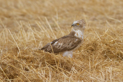 Short Toed Eagle