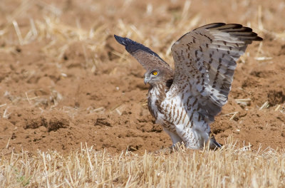 Short Toed Eagle