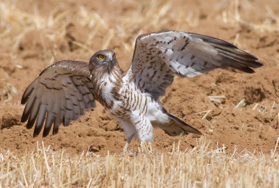 Short Toed Eagle