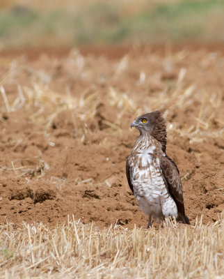 Short Toed Eagle