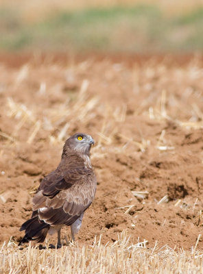 Short Toed Eagle