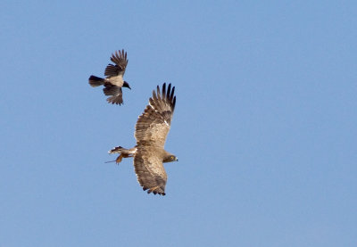 Short Toed Eagle
