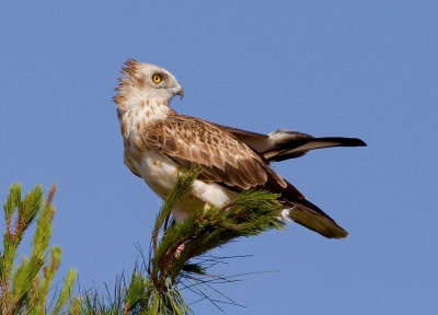 Short Toed Eagle