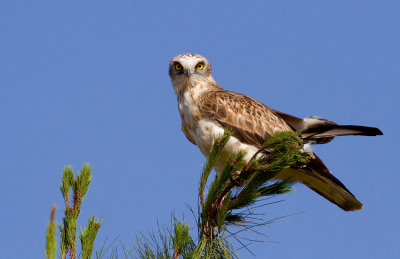 Short Toed Eagle