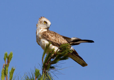 Short Toed Eagle