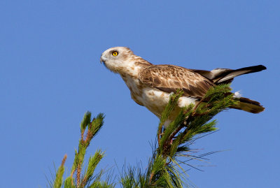 Short Toed Eagle