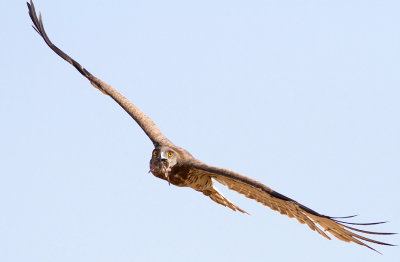 Short Toed Eagle