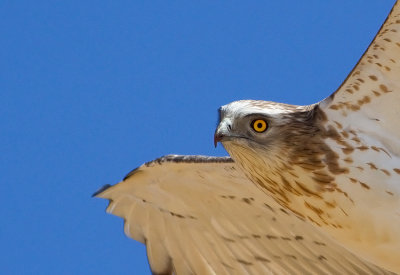 Short Toed Eagle