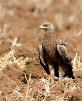 Lesser Spotted Eagle 