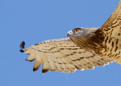 Short Toed Eagle