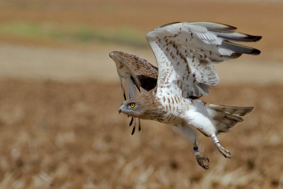 Short Toed Eagle
