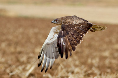 Short Toed Eagle