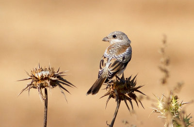 Woodchat Shrike