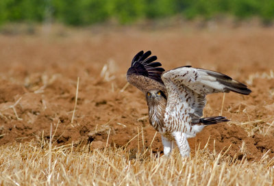 Short Toed Eagle