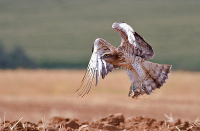 Short Toed Eagle