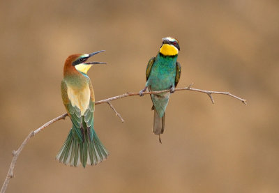 Bee Eaters 2013  שרקרקים