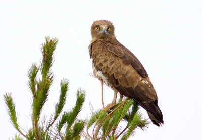 Short Toed Eagle