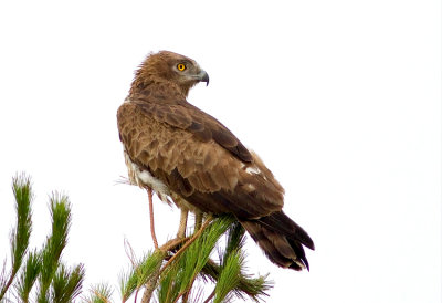 Short Toed Eagle