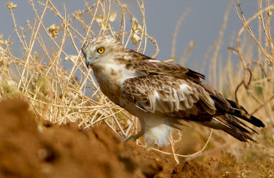 Short Toed Eagle