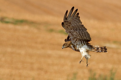 Short Toed Eagle