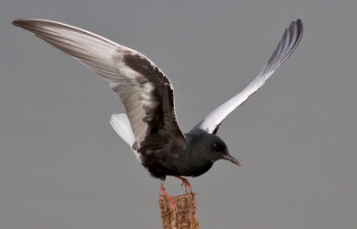 White-winged Tern    מרומית לבנת כנף